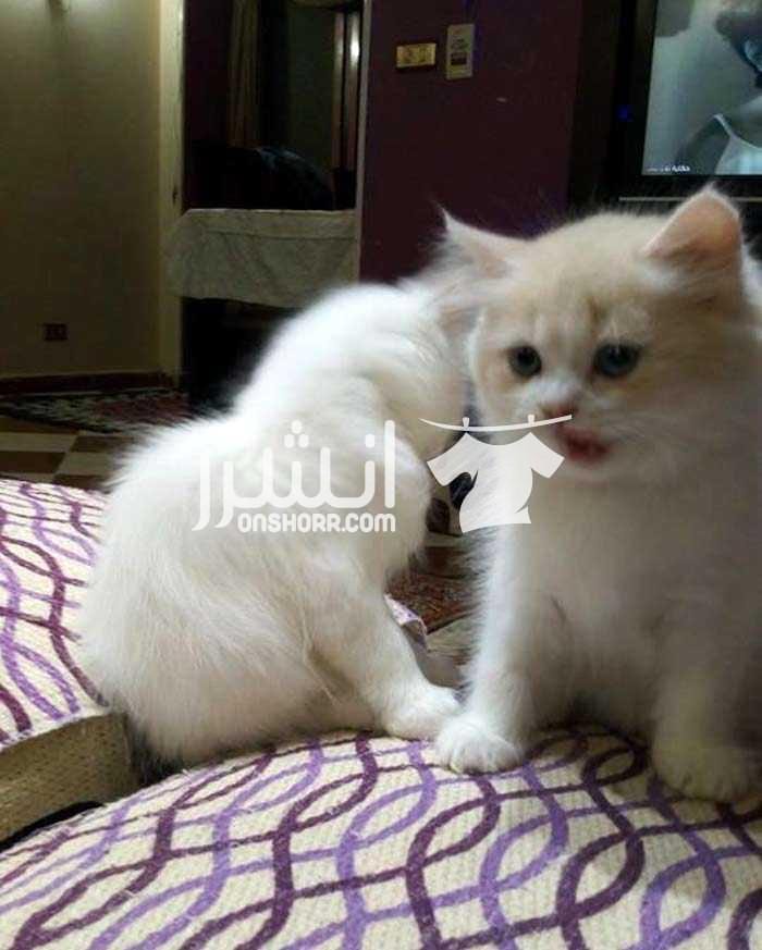 *توبVIP*فرنساااوى*اوريجينااال3قطط شيراى مون هيربريتش اوريجينال فرنساوى - \* السن41 يوم بضبط وطبعا تم فطمهم *\ \ الباقى 3 قطط فرنساااااااااوى \ 1 ولد و 2 انثى - 1 لون ابيض ثلجى اوروبى - و1 لون اص...