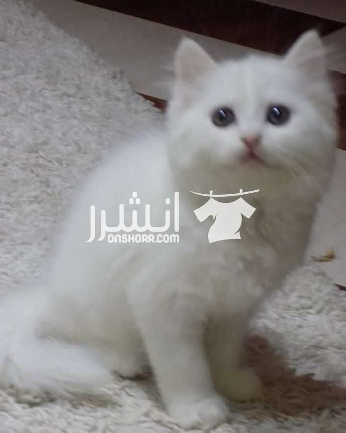 *توبVIP*فرنساااوى*اوريجينااال3قطط شيراى مون هيربريتش اوريجينال فرنساوى - \* السن41 يوم بضبط وطبعا تم فطمهم *\ \ الباقى 3 قطط فرنساااااااااوى \ 1 ولد و 2 انثى - 1 لون ابيض ثلجى اوروبى - و1 لون اص...