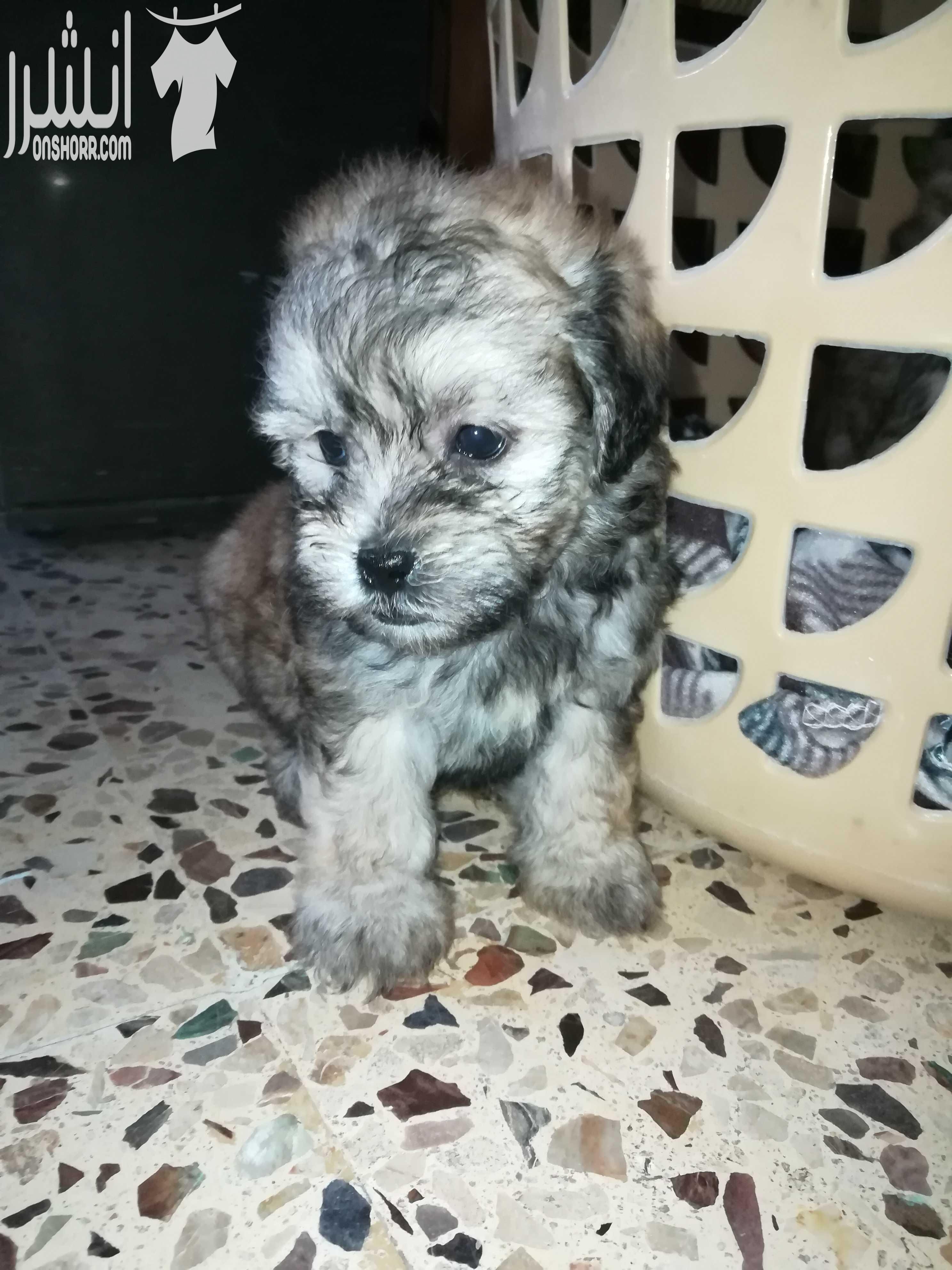 جراو فرنش تيرير بيور ( كلاب زينة صغيرة) للبيع بسعر مغري .. Pure French terrier puppies for sale with good price - العمر شهرين - يوجد ذكور و إناث - صحة و نظافة - لعوبات جدا - توجد خدمة التوصيل إلى م...