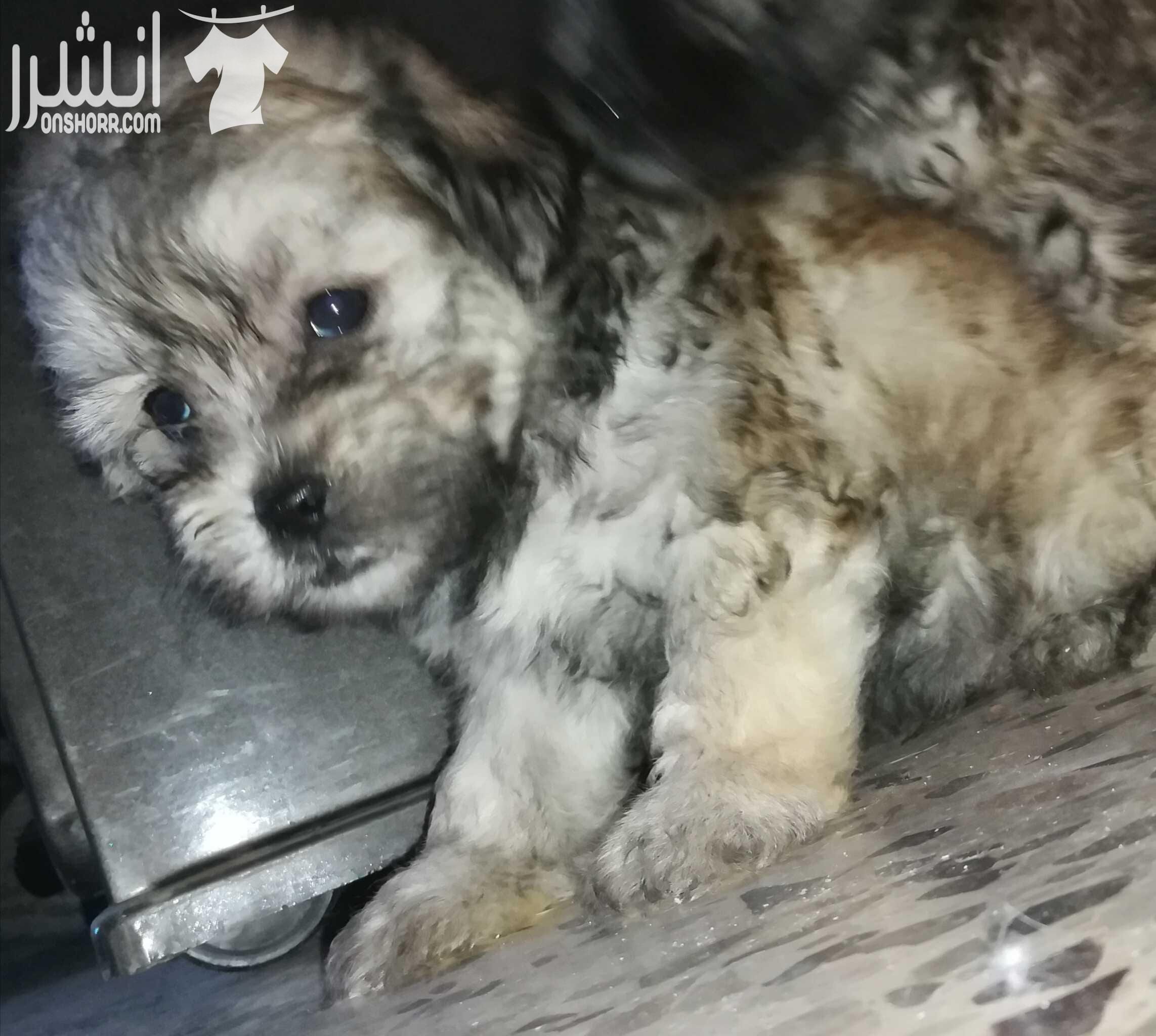 جراو فرنش تيرير بيور ( كلاب زينة صغيرة) للبيع بسعر مغري .. Pure French terrier puppies for sale with good price - العمر شهرين - يوجد ذكور و إناث - صحة و نظافة - لعوبات جدا - توجد خدمة التوصيل إلى م...