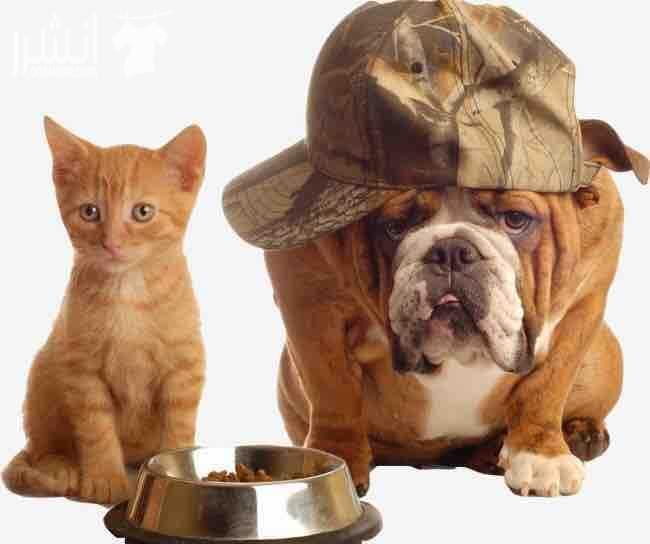 بدك اتسافر ✈️ ومحتار وين اتحط كلبك أوبستك أو طيرك الحل صار عنا Pet Hotel عملك فندق للأهتمام ببستك أو كلبك طول ما انتا مسافر وبأشراف دكتور بيطري يهتم بصحتهم يومياً نستقبلكم يومياً من الساعه١١ صباح...