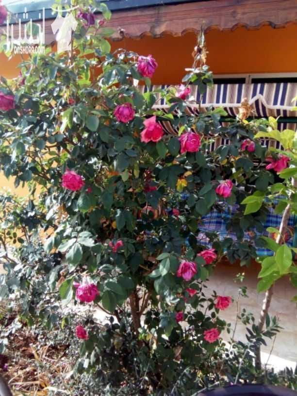 المزرعة الشامية السلط الصبيحي 75 دينار مزرعه للتأجير اليومي # تبعد عن عمان 20 دقيقة ( 20 كم) # السلط الصبيحي - الطويقية ( المساحة 7 دونمات) # بيت مكيف(غرفة نوم ومطبخ مؤثث بالكامل وحمام وصالا...