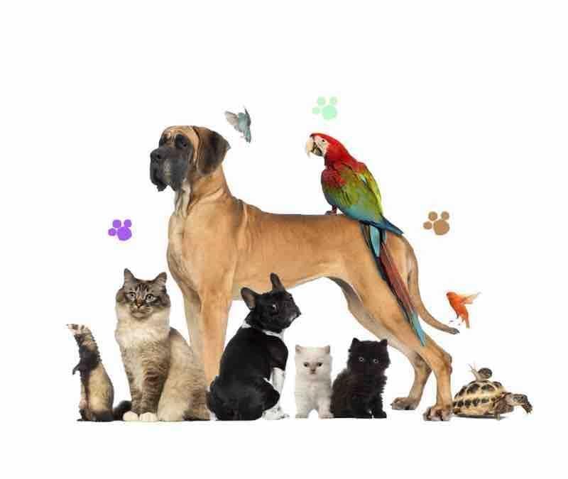 بدك اتسافر ✈️ ومحتار وين اتحط كلبك أوبستك أو طيرك الحل صار عنا Pet Hotel عملك فندق للأهتمام ببستك أو كلبك طول ما انتا مسافر وبأشراف دكتور بيطري يهتم بصحتهم يومياً نستقبلكم يومياً من الساعه١١ صباح...