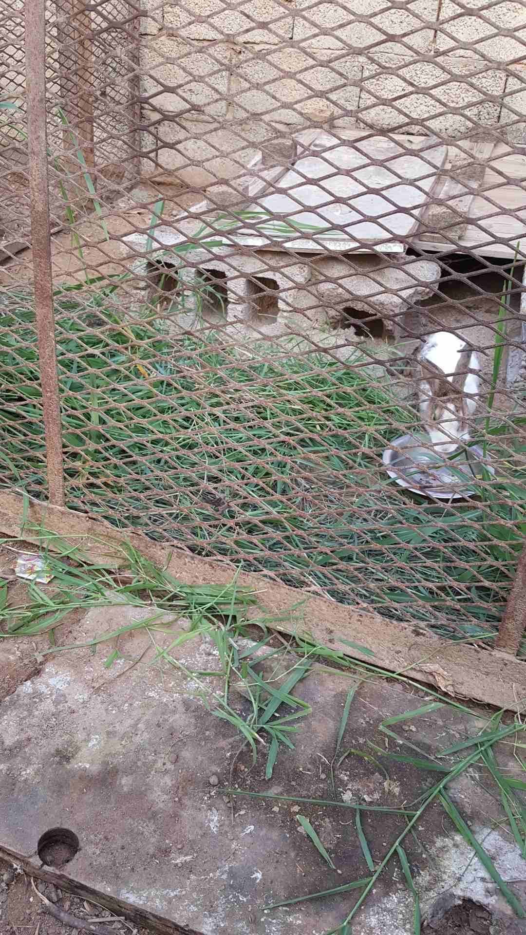 ارنب للبيع
لا تنسَ أنك شاهدت هذا الإعلان في عنكبوت
ارنب ذكر للبيع...
