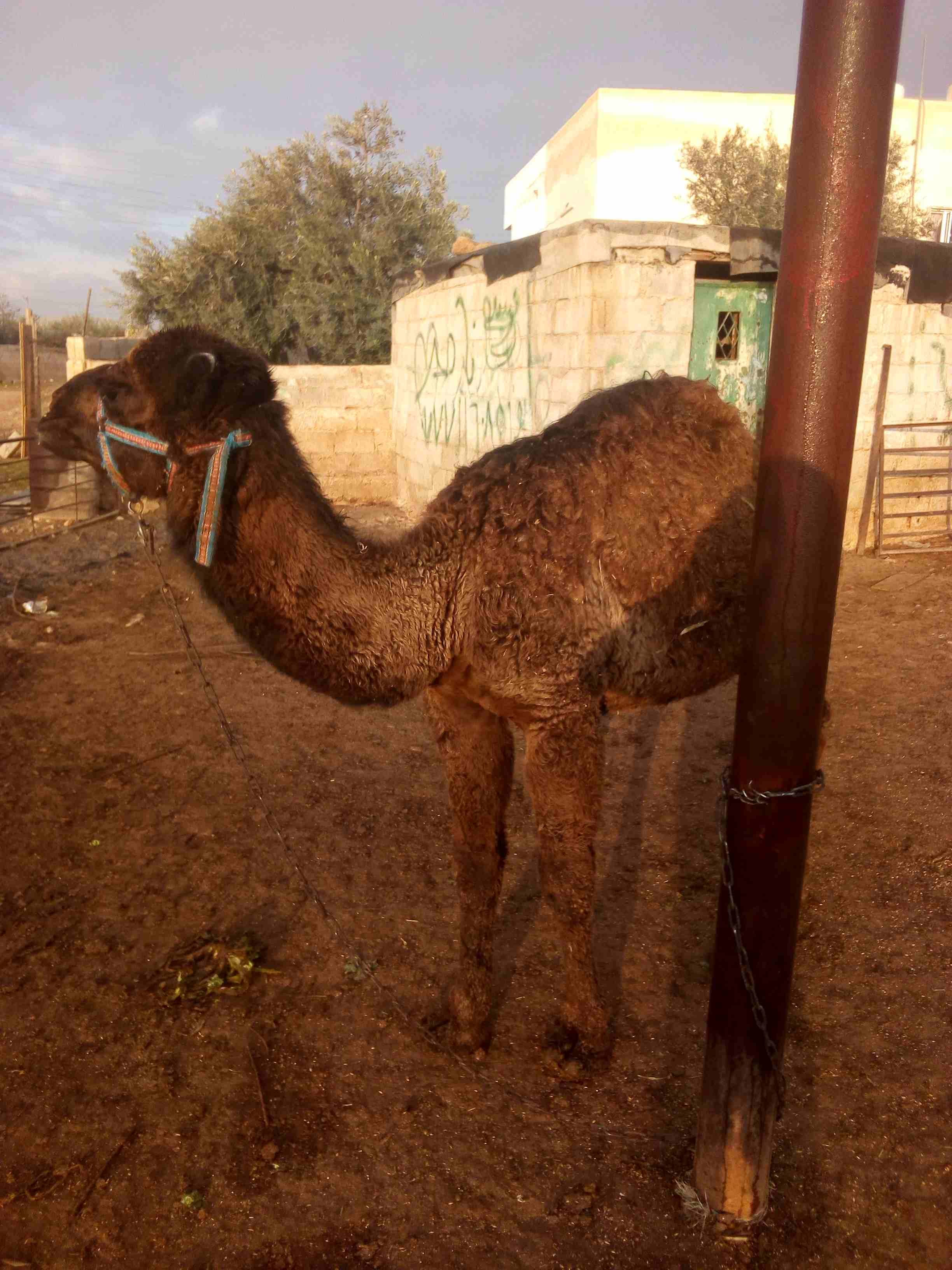 قعود للبيع بسعر مغري
لا تنسَ أنك شاهدت هذا الإعلان في عنكبوت
اللون اسود...