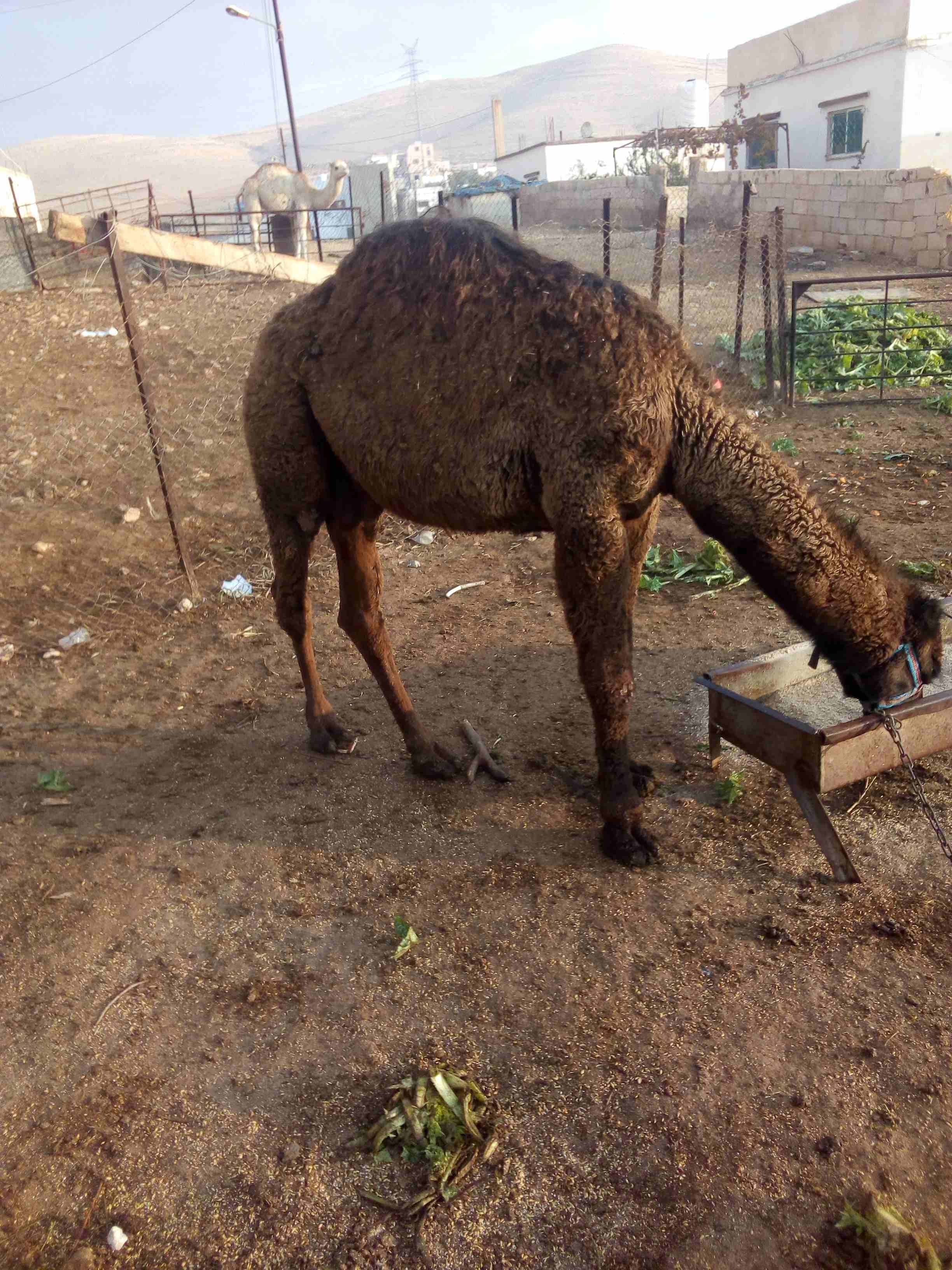 قعود للبيع بسعر مغري
لا تنسَ أنك شاهدت هذا الإعلان في عنكبوت
اللون اسود...