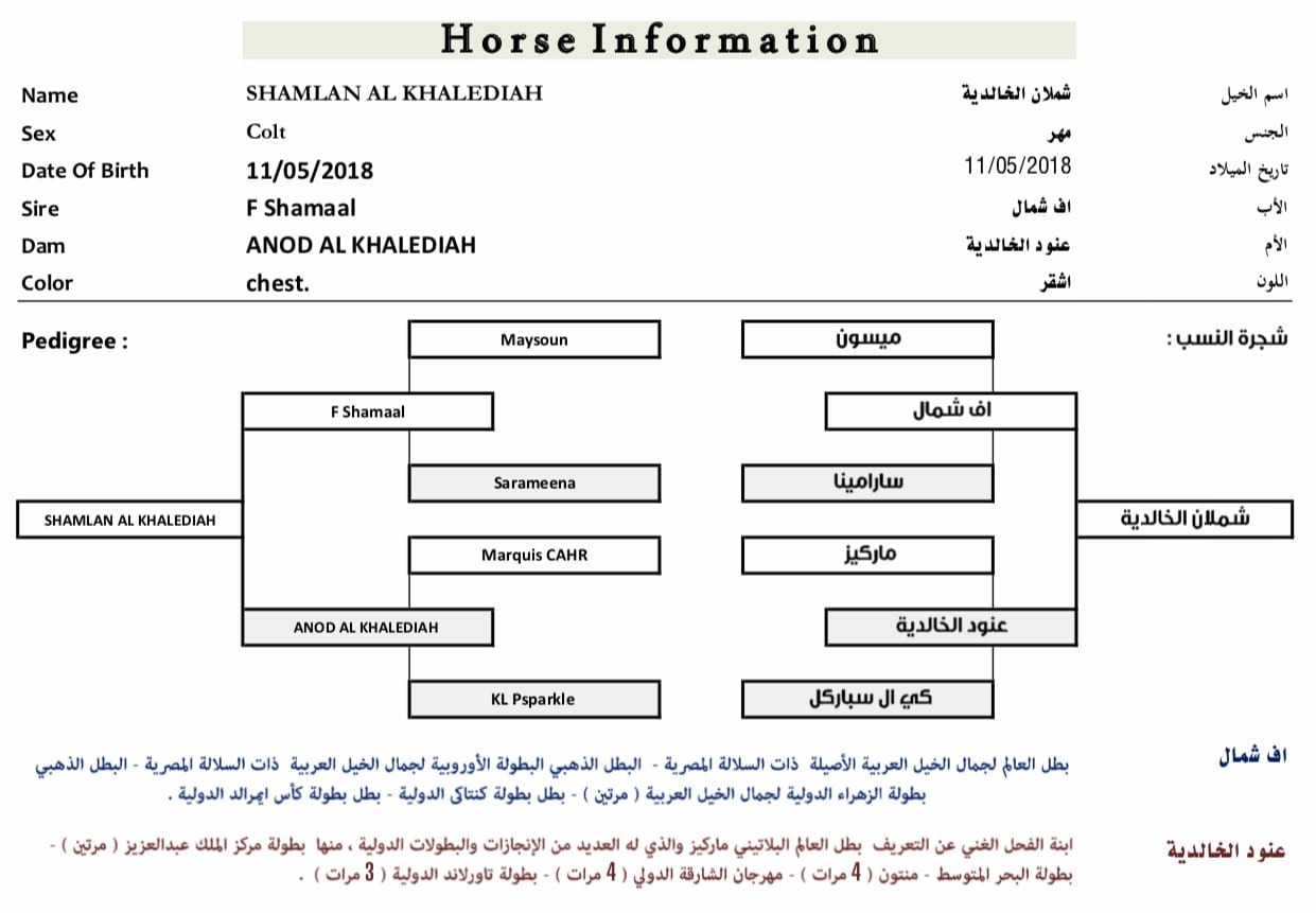 مهر شملان الخالدية
لا تنسَ أنك شاهدت هذا الإعلان في عنكبوت
جمال الخيل العربي...