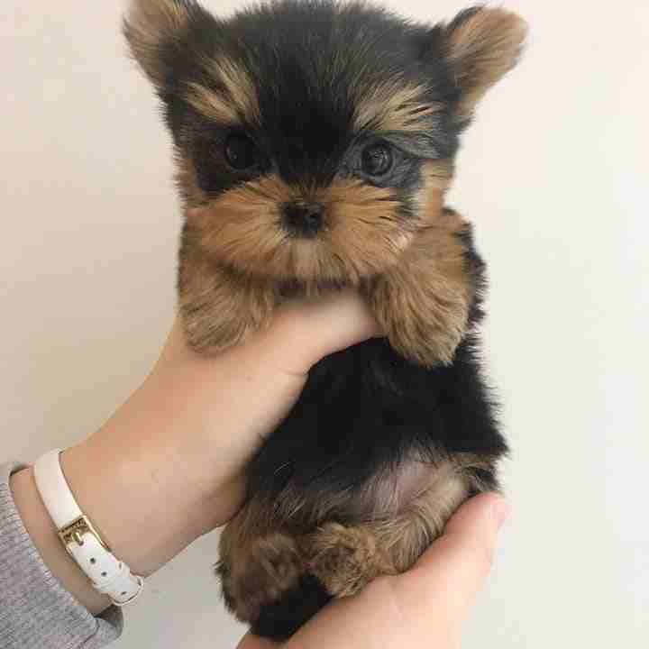 Teacup Yorkie puppies for sale
WhatsApp me at 0016823342002 for more details
Teacup Yorkie puppies, 1 male and 1 female ready to go now. Will be flea treated, wormed and fully weaned. Mum is a famil...