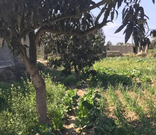قطعة ارض زراعية