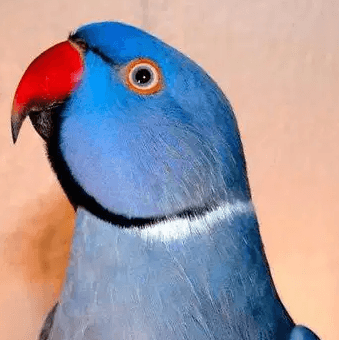 Indian Ring Neck Blue Male Very Healthy Full fly Full feather Not tamed not biting with cage