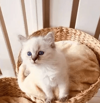 Beautiful Ragdoll Kittens