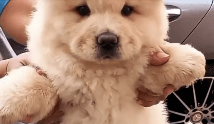 chow chow female for sale
Very high quality Vaccinated and microshipped with passport