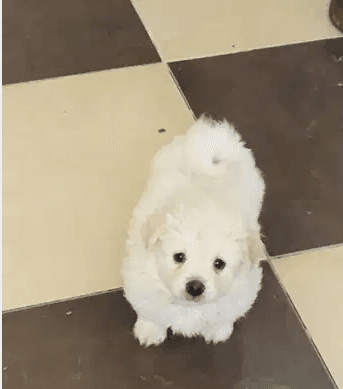 جراوي جريفون فرنساوي - French griffon puppies