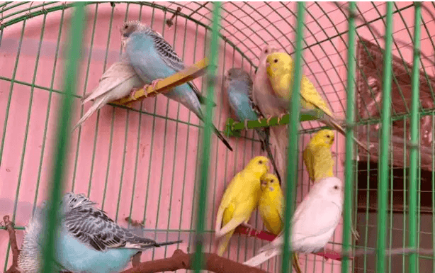 عصافير استرالي للبيع