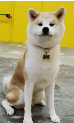 For Sale Female Pure Breed Japanese Akita