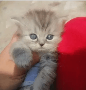 قطه شيرازي عمر شهرين